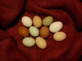 Eier frisch von Hühnerhof