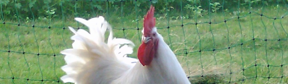Hühnerhof Juesven Hobby-Hühnerhaltung mit Herz
